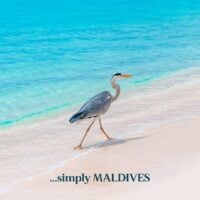 simply maldives